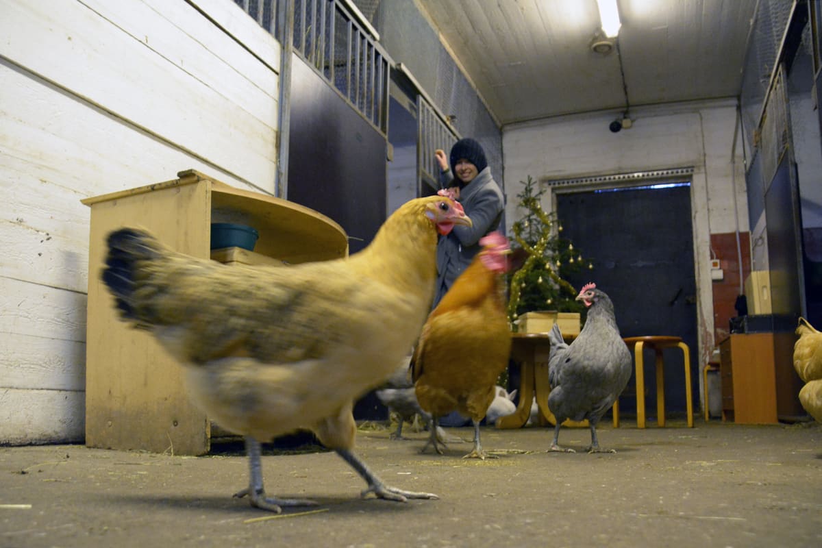 Liisa Koivisto maatilapakopelihuoneessaan entisessä navetassa. Kanat juoksentelevat lattialla.