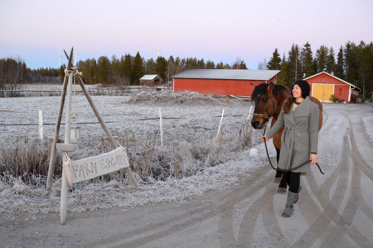 Liisa Koivisto taluttaa hevosta maatilansa pihatiellä Torniossa.