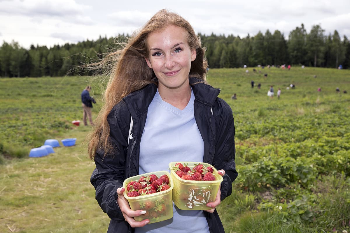 Tuusulalainen Minka Tilli esittelee keräämiään mansikoita Juhmon marjatilalla Tuusulassa.