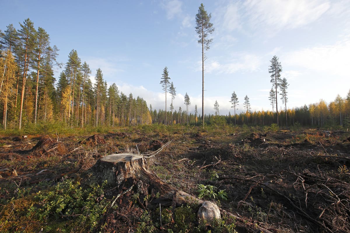 Metsä