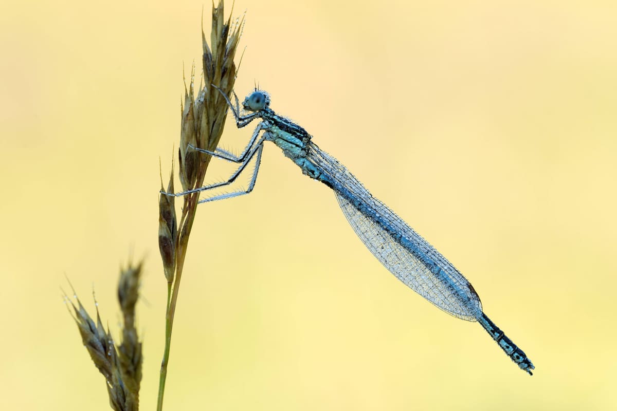 Sulkakoipikorento (Platycnemis pennipes).