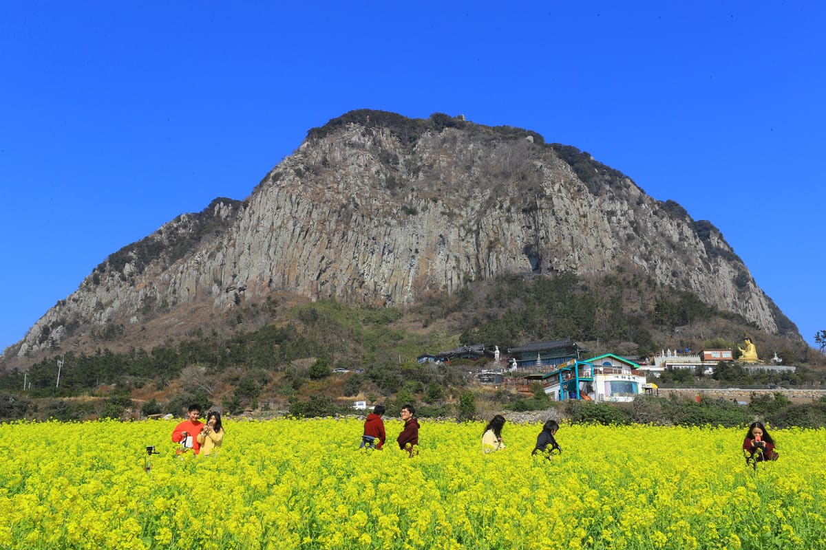 Turisteja rapsipellolla Etelä-Korean Jeju-saarella 13. helmikuuta.