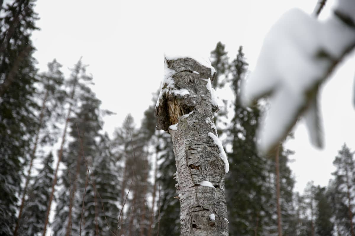 Lahopuu metsässä.