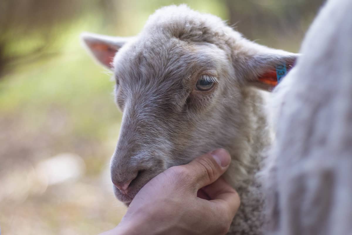 lammas