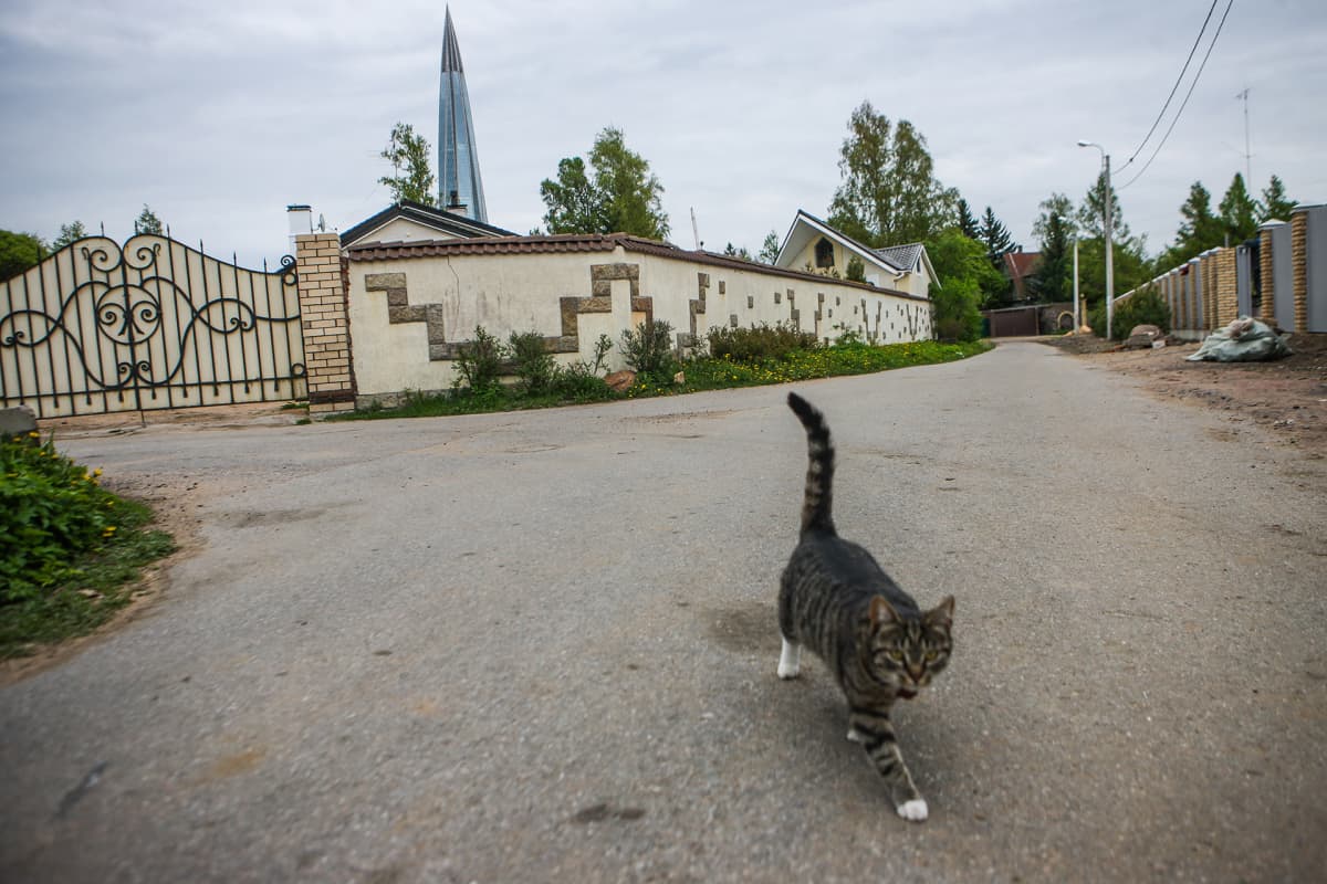 Katunäkymää, taustalla muuri ja Lahta-keskus, etualalla kissa