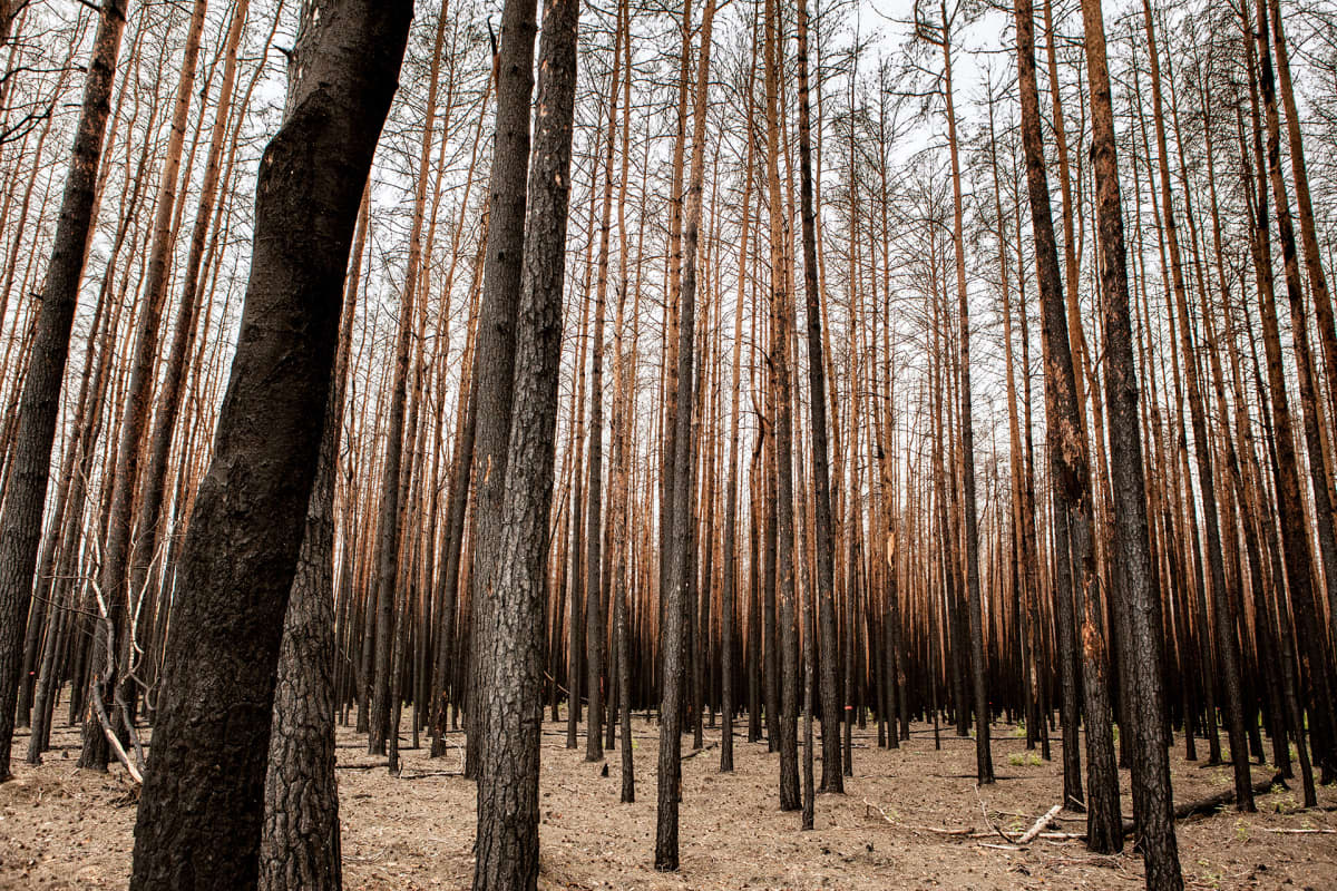 Treuenbrietzenissä paloi vuosi sitten noin neljäsataa hehtaaria metsää. Sammutustöitä vaikeutti matkapuhelinverkon puuttuminen alueelta.