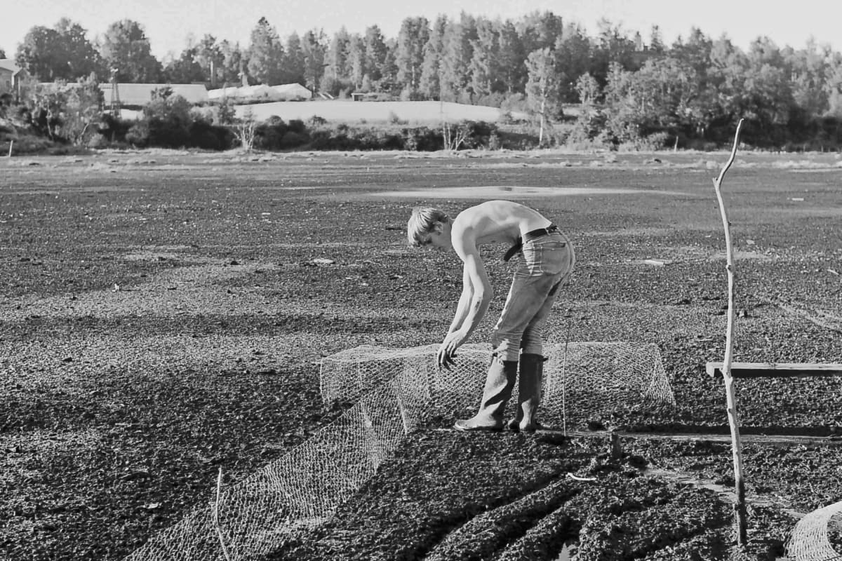 Rengastaja Juhani Vuorinen pyydyksineen Lielahden jätelietteellä