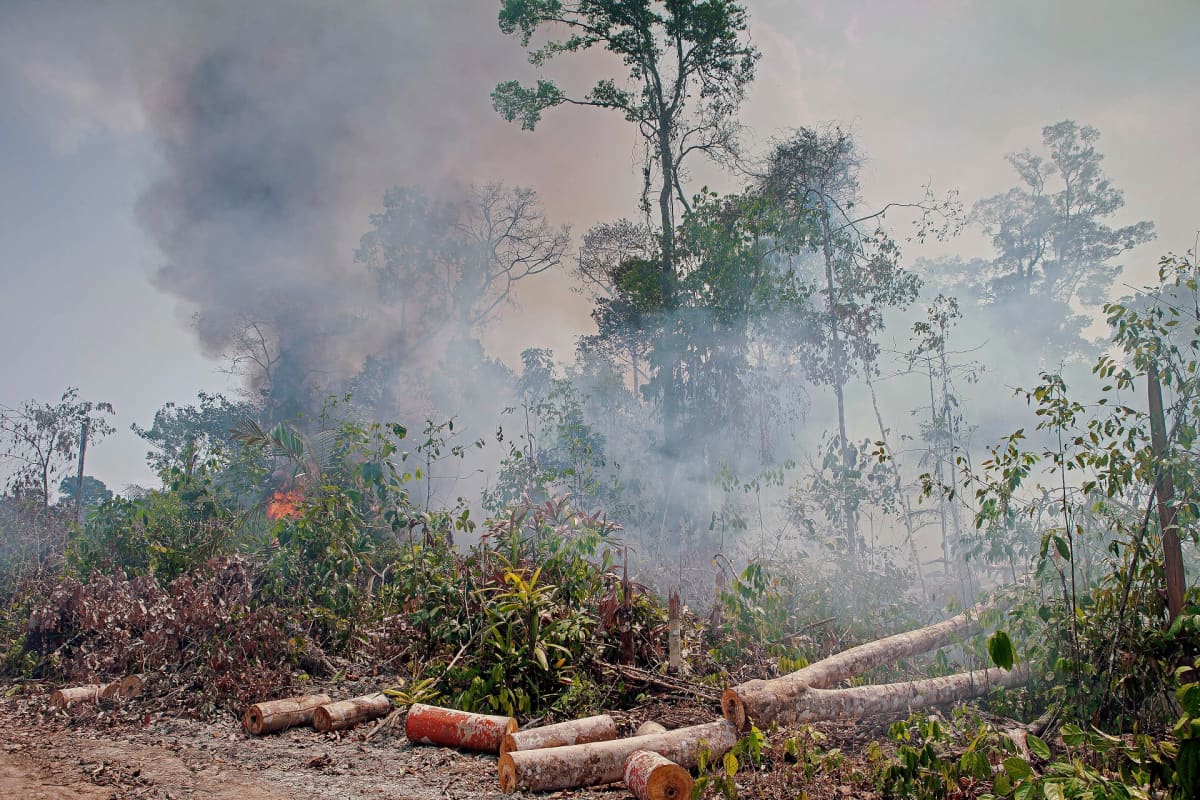 Metsä palaa Jacundan suojelualueen viidakossa Brasiliassa