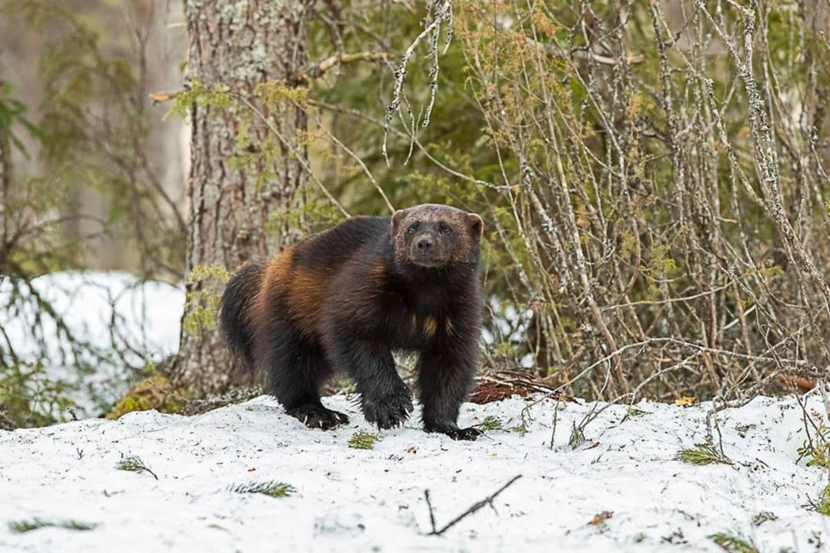 Ahma kevätlumella metsässä
