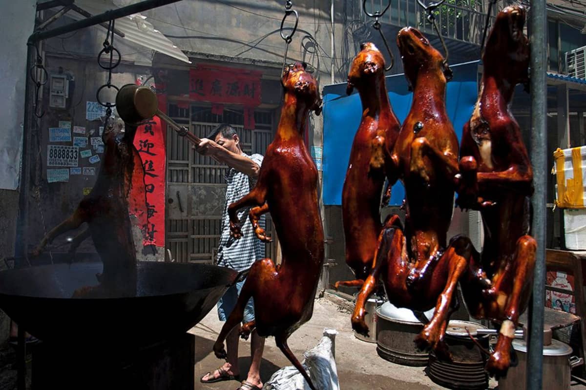 Yulinin kaupungissa Etelä-Kiinassa valmistettiin koiranlihaa vuosittaista koiranlihafestivaalia varten.
