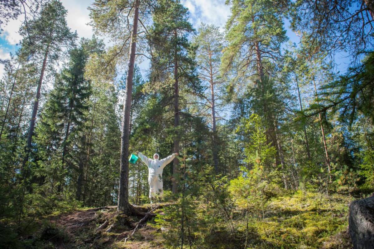 suojahaalariin pukeutunut marjastaja metsässä