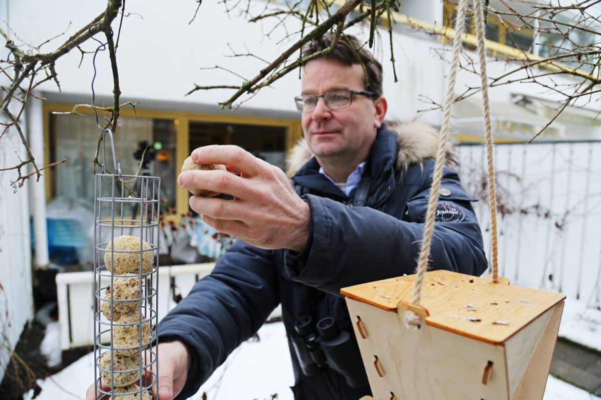 Aki Arkiomaa asettelee talipalloa oksasta riippuvaan ruokintatelineeseen.
