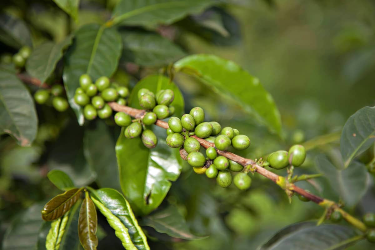 Arabica lajikkeen papuja burundissa.