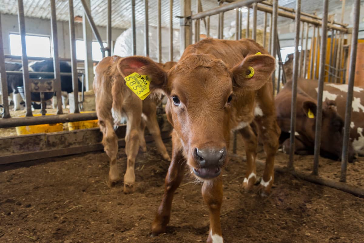 Musta hanat tiukka pillua