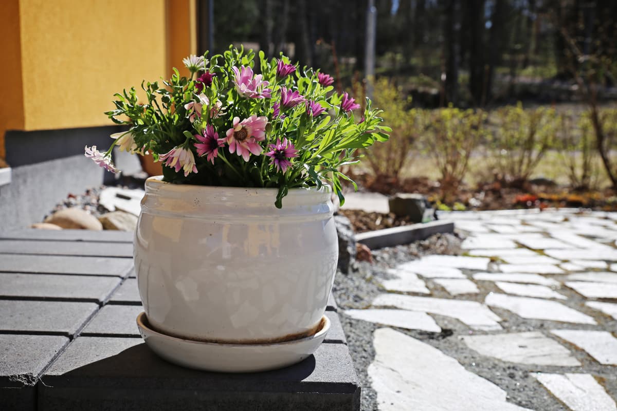 Pihakasvi ruukkussa.