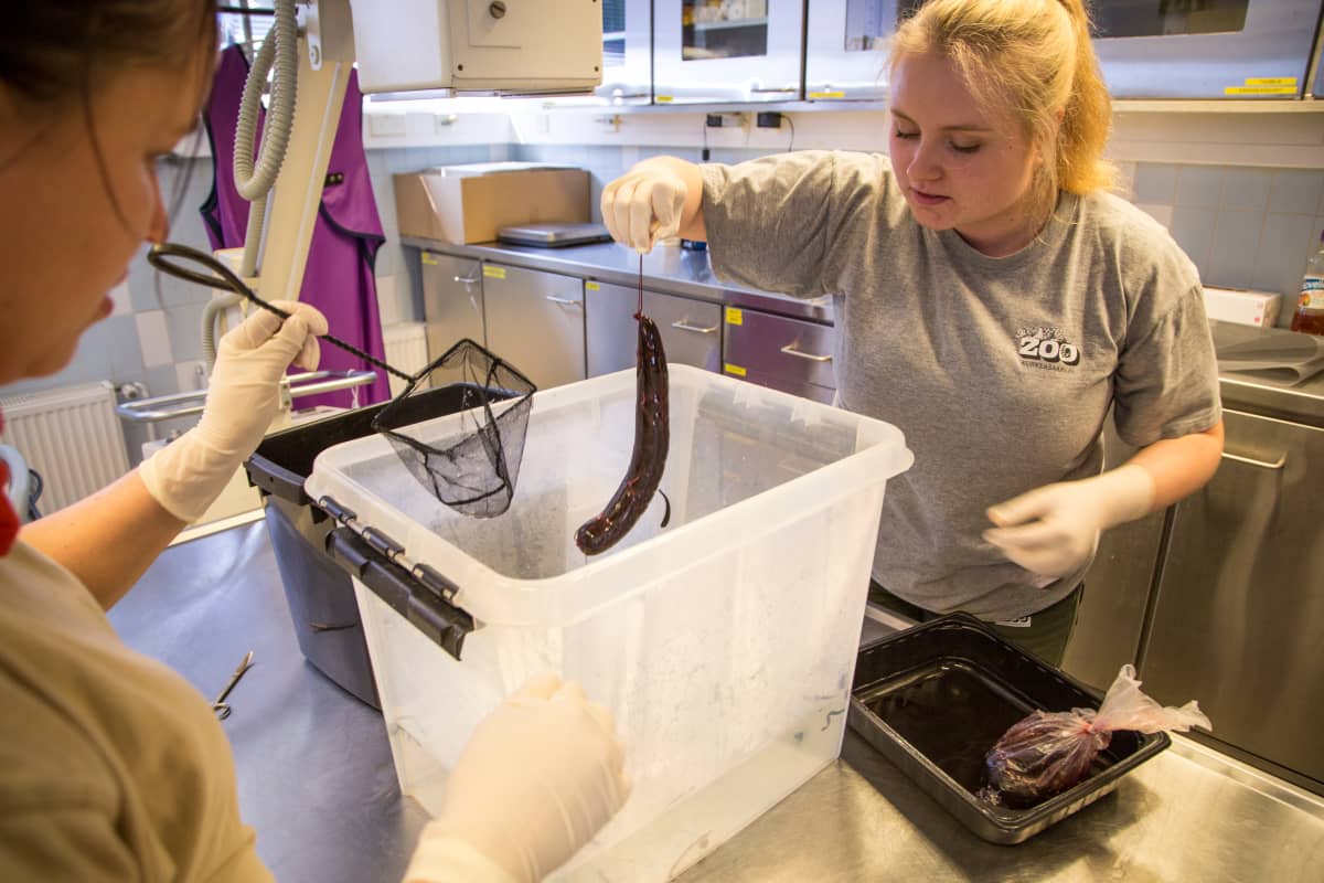 Verimakkaraa verijuotikkaille