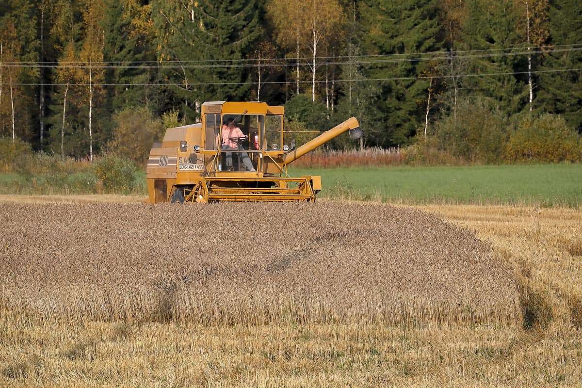 Vehnän puintia Kontiolahdella 23.9.2017.