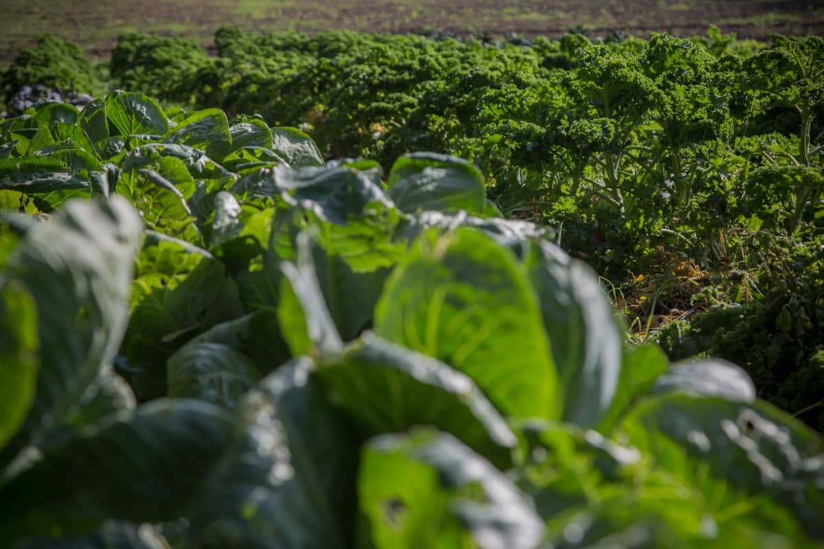 Lehtikaali odottaa ottajaansa Perho Green City Farmin viljelyksillä