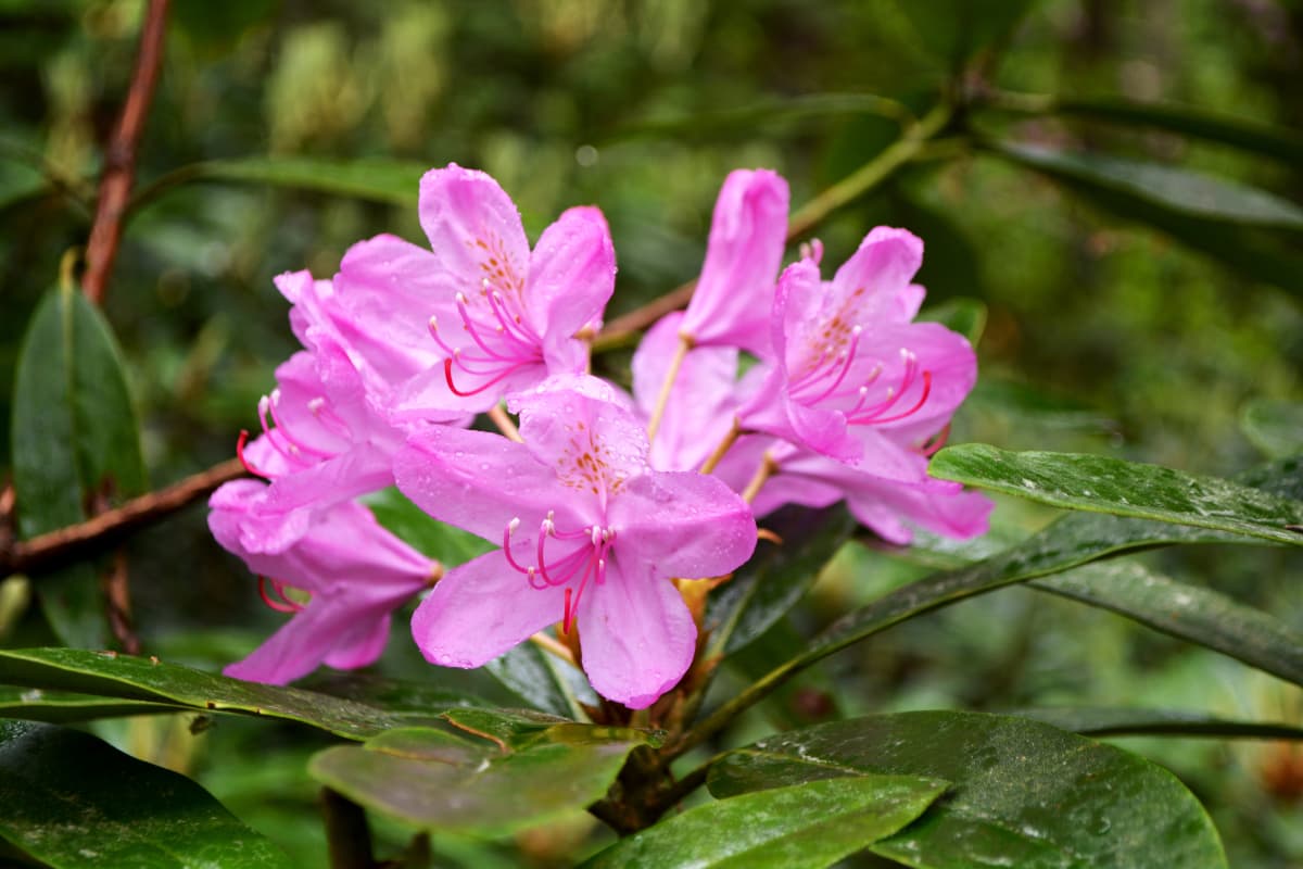 Rhododendron.