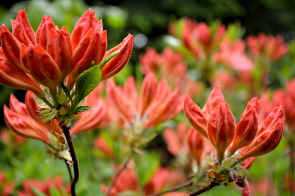 Japansk azalea.