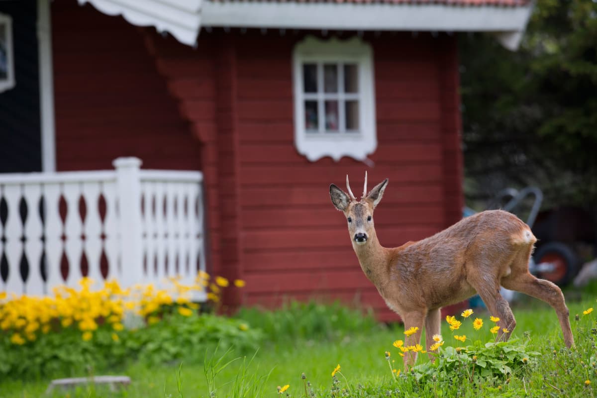 Rådjur på gård.