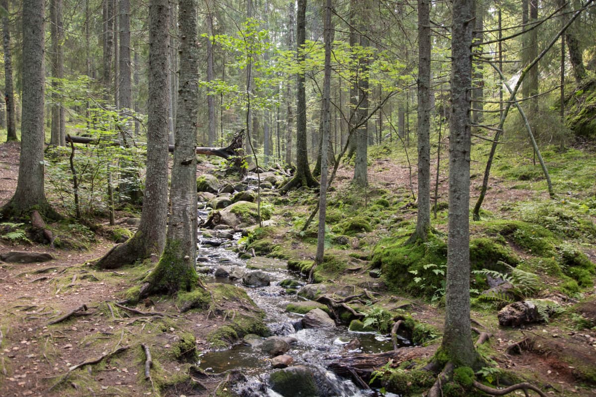 Nuuksion kansallispuisto