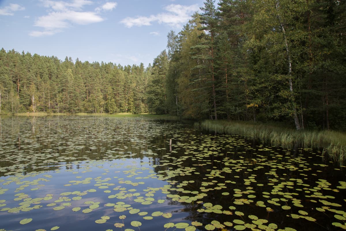 Näkymä Nuuksion kansallispuistossa.