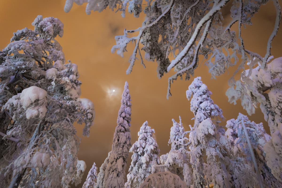 Rukan luminen metsä pimeällä kuunvalossa oranssia taivasta vasten.