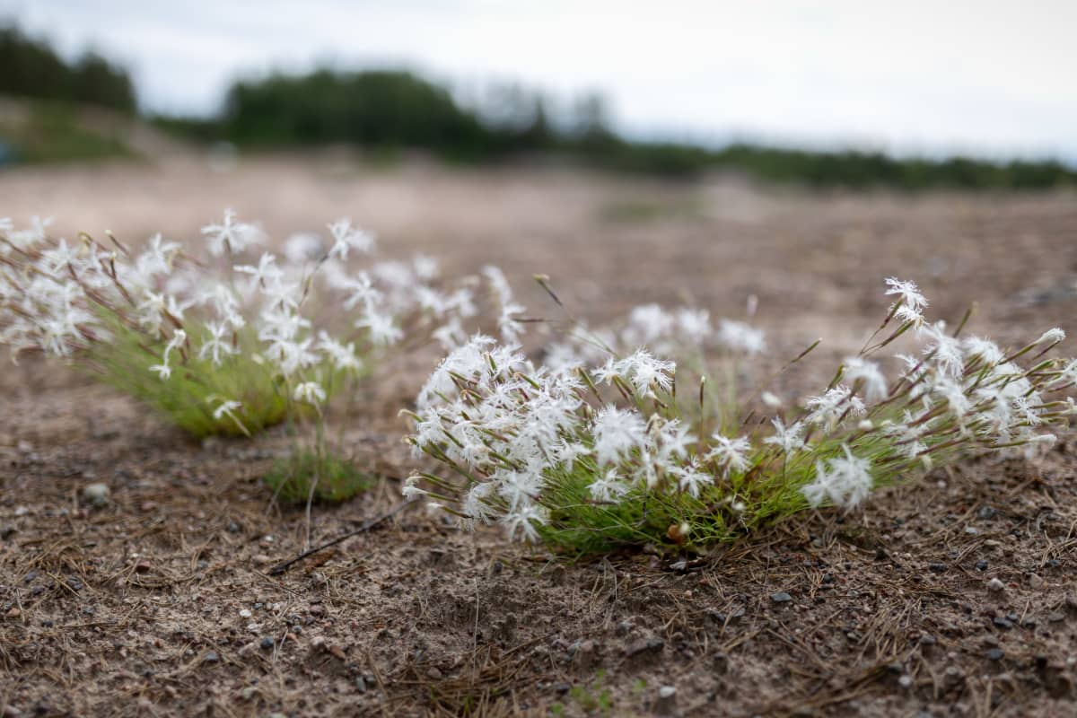 Rauhoitettu kasvi Hietaneilikka, Ruduksen ekosysteemihotelli (mätäs), Raasepori, Tiilimäki, 25.6.2019.
