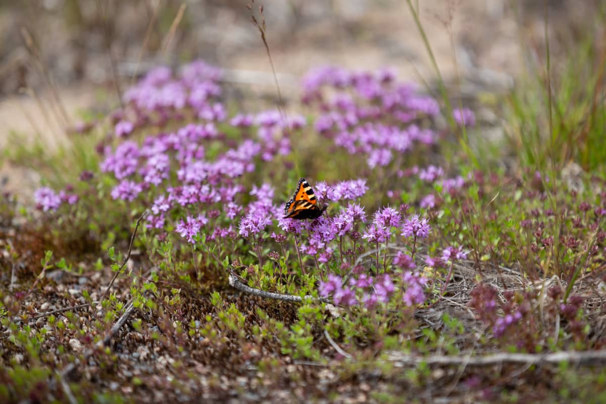Silmälläpidettävä laji Kangasajuruoho, Ruduksen ekosysteemihotelli (mätäs), Raasepori, Tiilimäki, 25.6.2019.