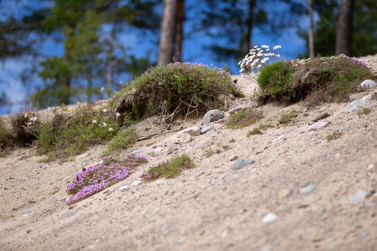 Ruduksen ekosysteemihotelli (mätäs), Raasepori, Tiilimäki, 25.6.2019.
