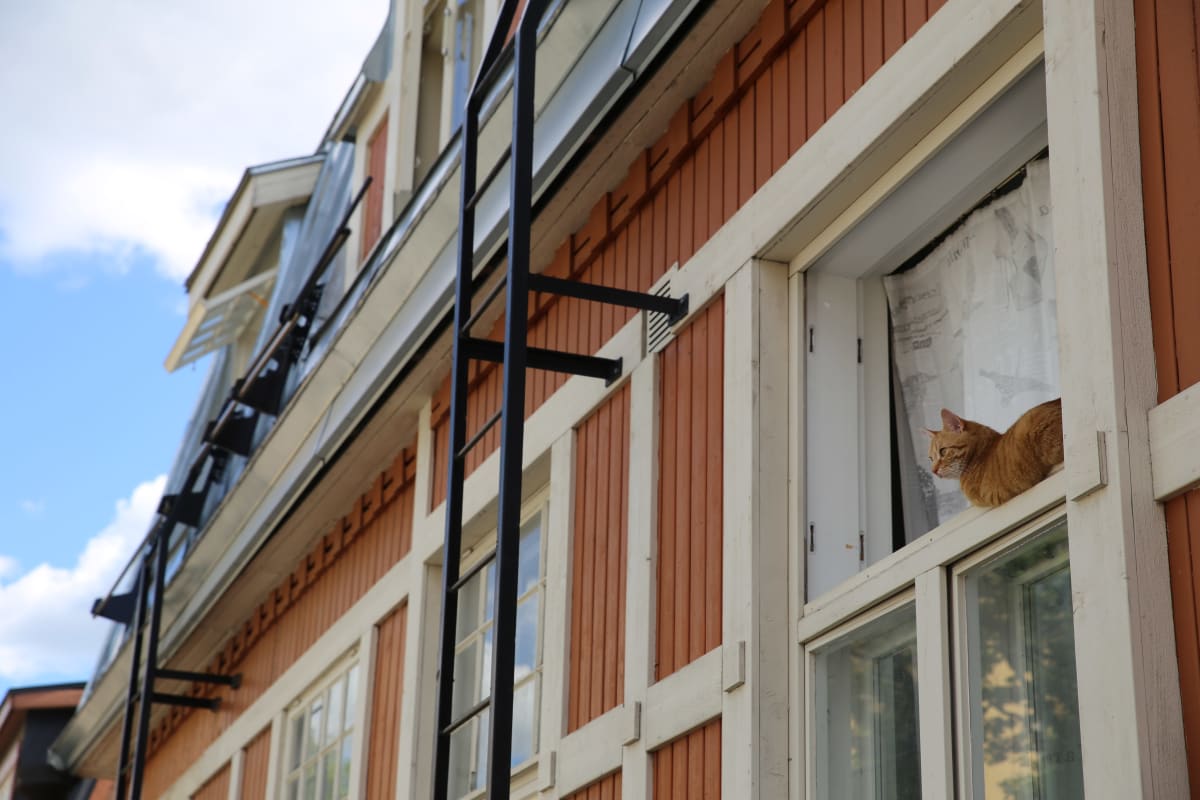 Kissa katsoo puisen jugendtalon ikkunasta puuvallilassa. Työväestön asunnot pyrittiin rakentamaan edullisesti, ja kaupunki edisti asiaa vuokraamalla tontteja halvalla.