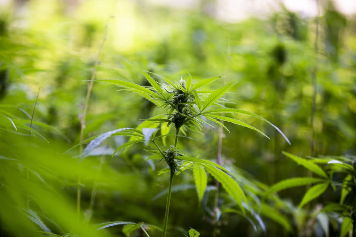 kannabiskasvi
