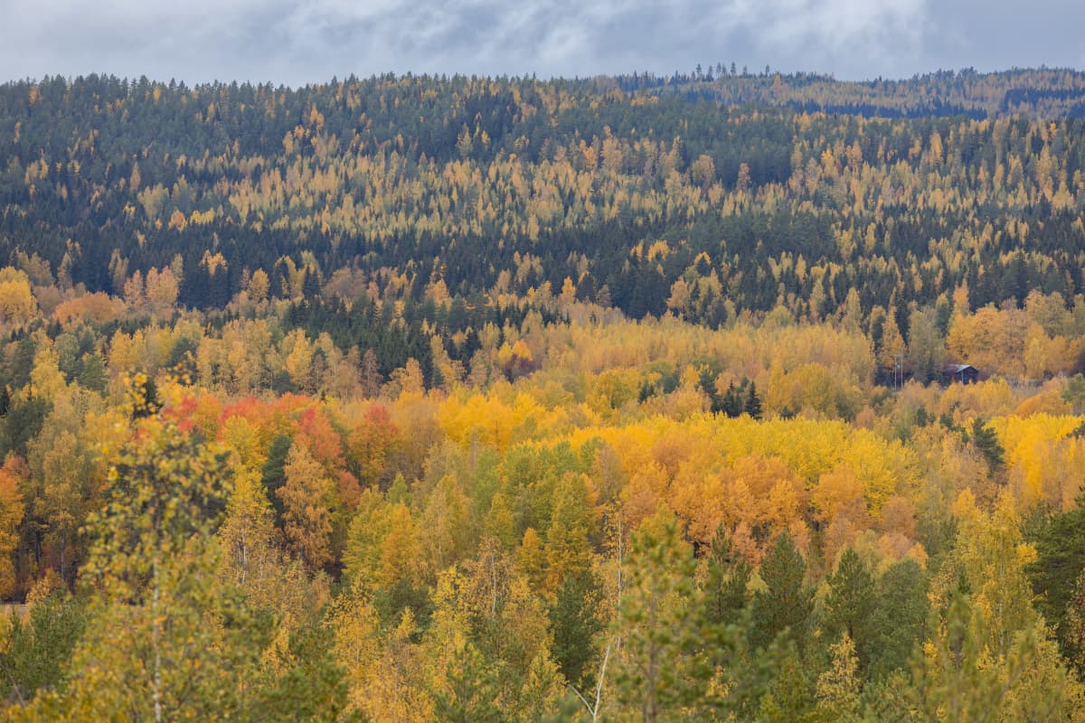 Padasjokelaista metsämaisemaa maisematornista kuvattuna.