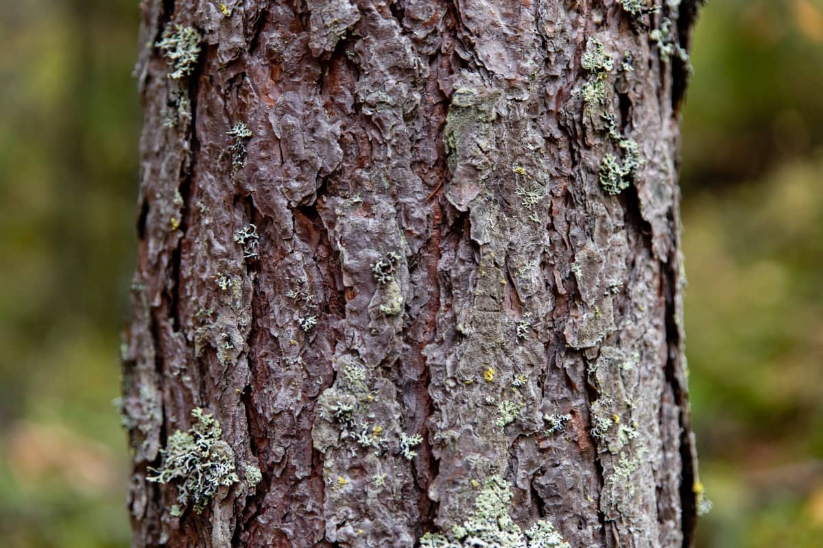 Männyn kaarnaa.