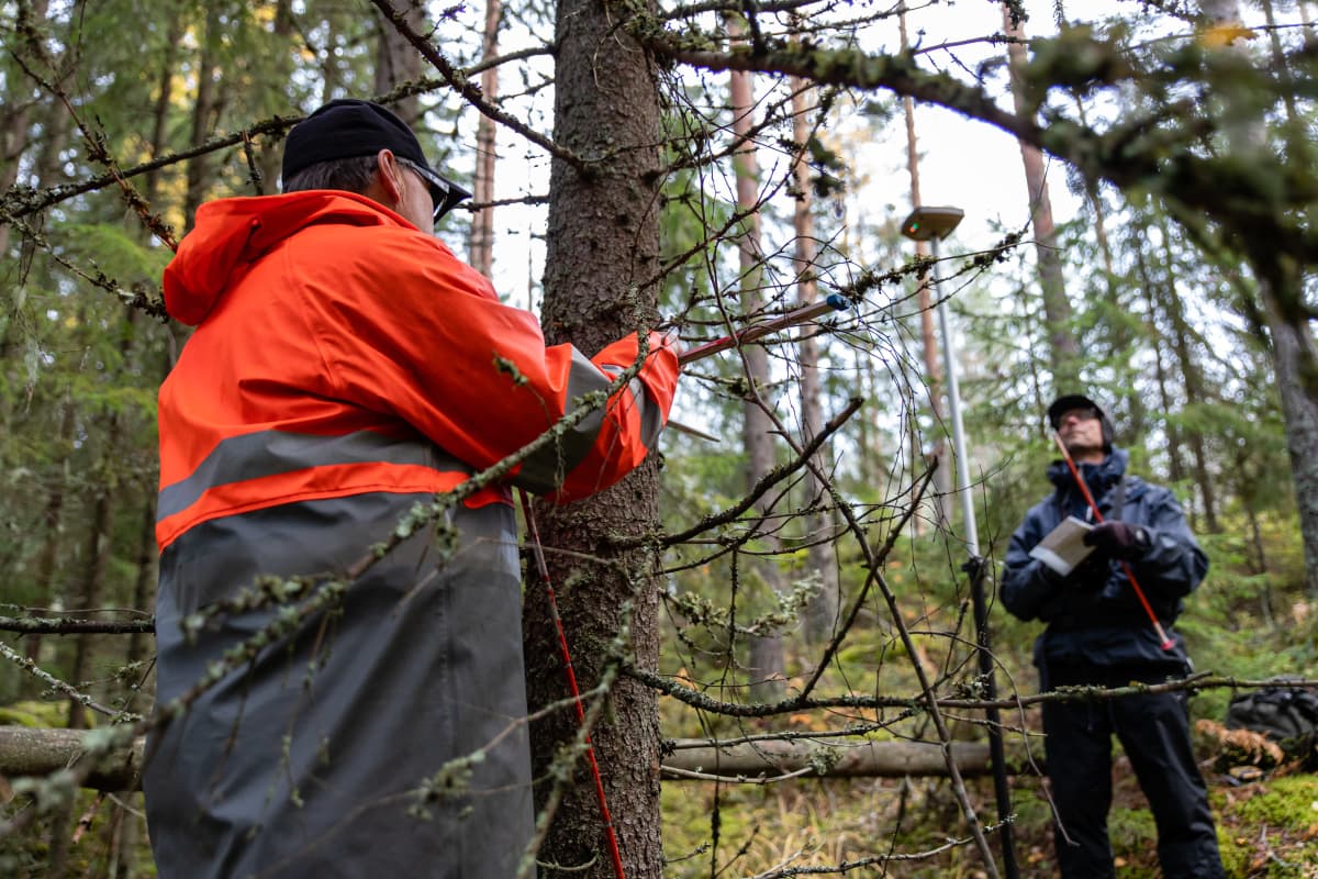 Luonnonvarakeskuksen tutkimusmestari Erkki Piiroinen ja asiantuntija Jouni Peräsaari mittaavat kuusen paksuutta metsässä.