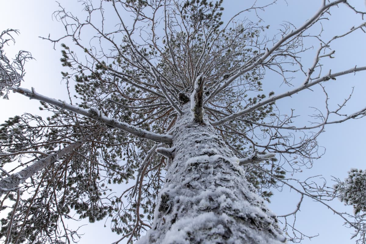 Kuurainen mänty talvisen taivaan alla