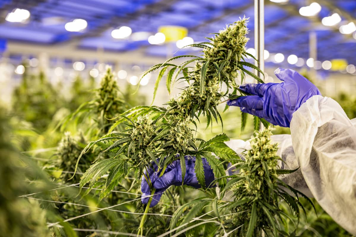 lääkekannabista Spectrum Therapeutics / Canopy Growth Denmark puutarhalla