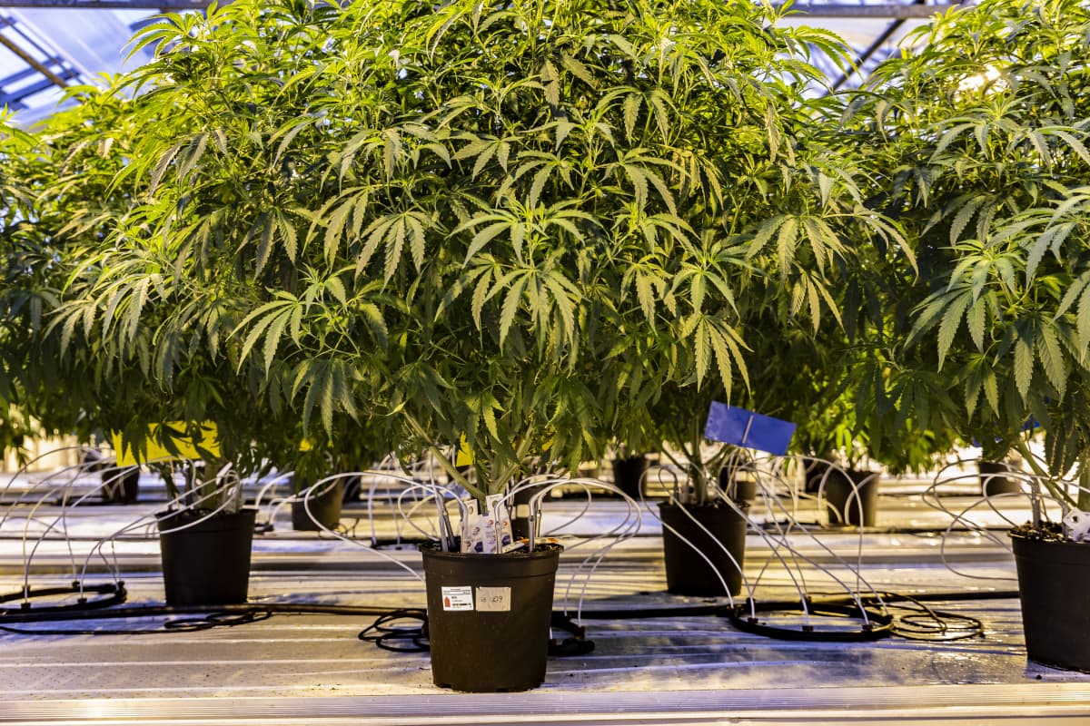 Lääkekannabista kasvaa ruukussa Tanskassa