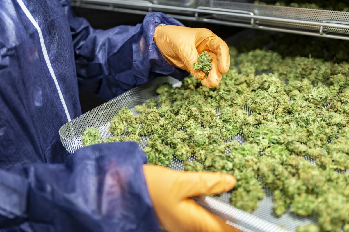 kuivatettua lääkekannabista kuivausalustalla