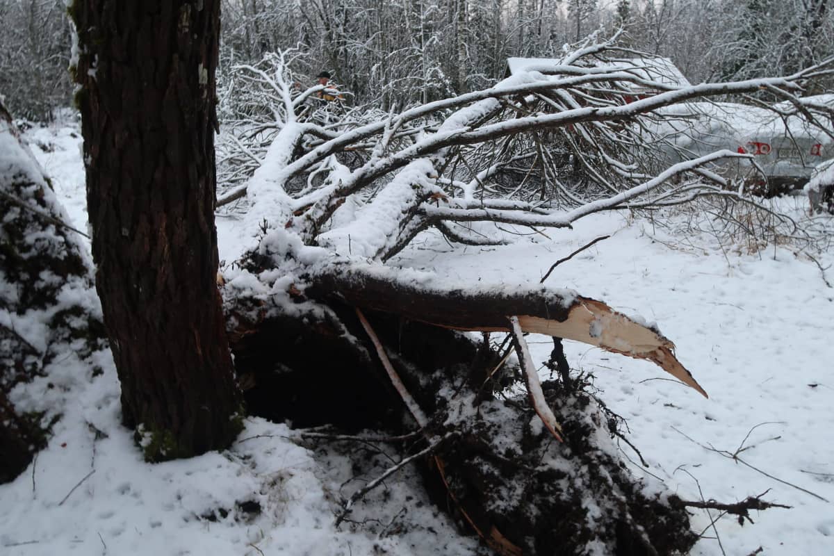 Märän lumen painosta haljennut terijoensalava.