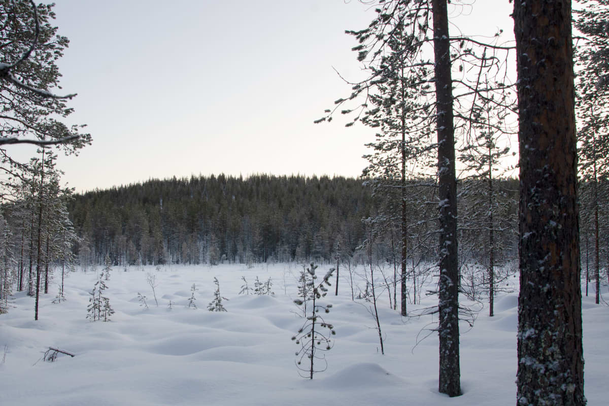 Mäntyvaara pohjoisen suunnasta katsottuna.