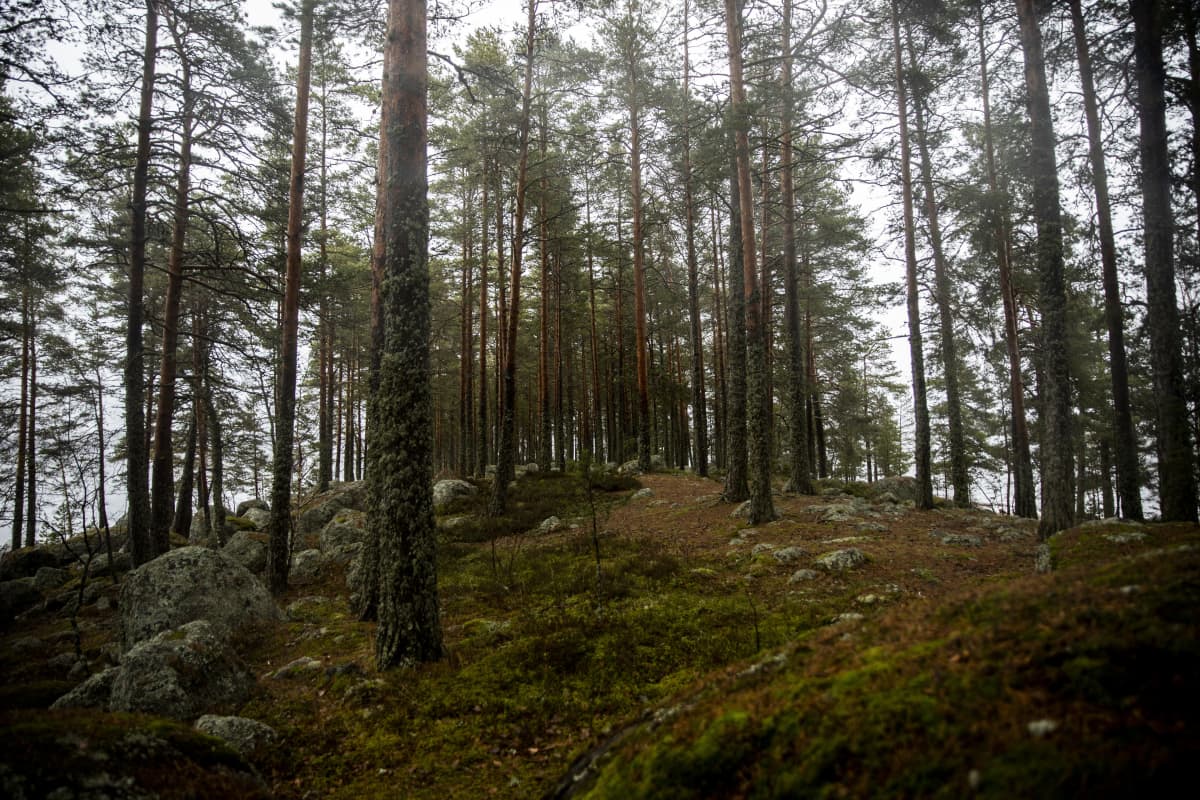 Metsää Sarviniemessä.