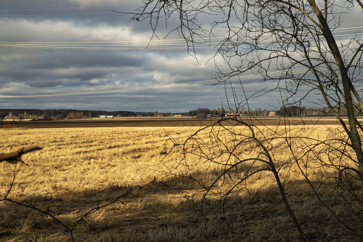 Järvensuon peltoaukea Humppilassa, minkä reunoilla aloitetaan arkeologiset kaivaukset.