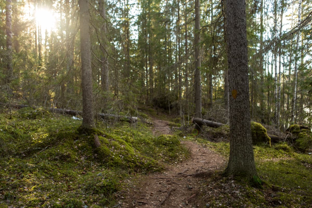Polkureitti Kintulammen retkeily- ja luonnonsuojelualueella.
