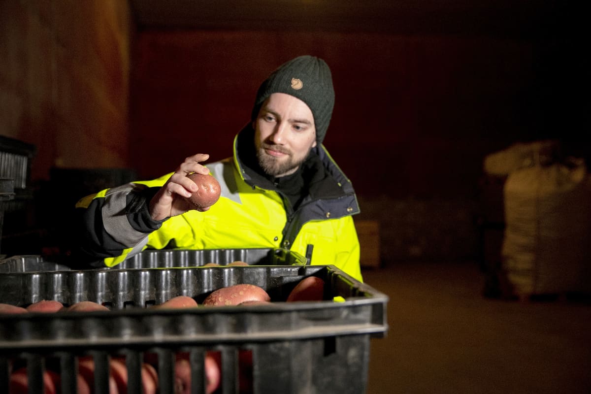 Maanviljelijä Juhana Männistö tutkailee perunoita.