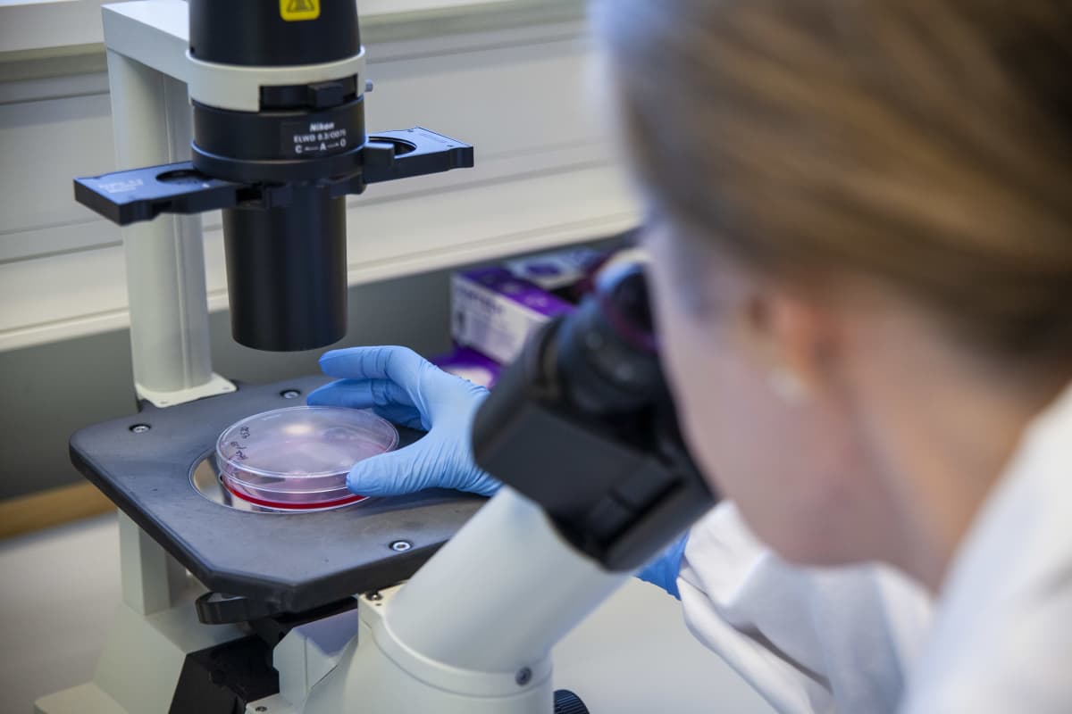 Laboratoriomestari Eila Korhonen tutkii soluviljelmää.