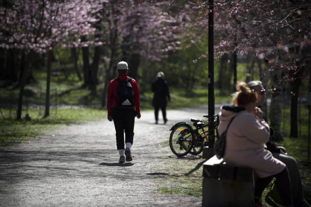 Kirsikkapuut kukkivat Roihuvuoressa.