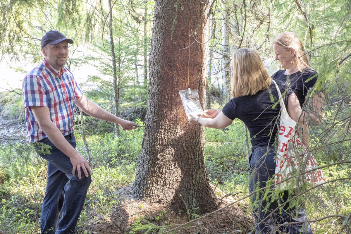 Metsäkeskuksen Marko Ämmälä ja Fiini Naturallyn yrittäjät Essi Rintamäki ja Heidi Sivula tarkkailevat pihkan valuttamista Lapualla.