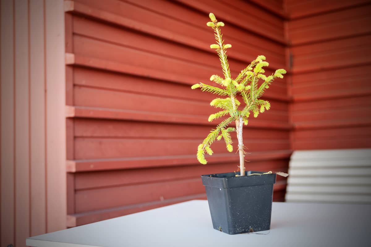 Mutanttikuusen taimi ruukussa.